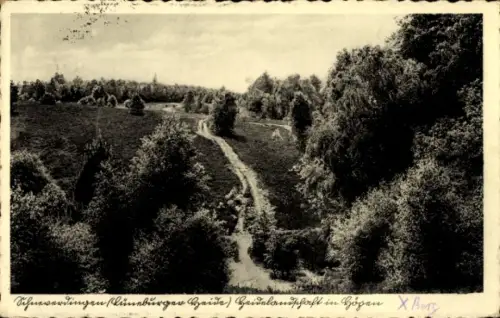 Ak Schneverdingen in der Lüneburger Heide, Heidelandschaft