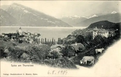 Ak Spiez am Thuner See Kanton Bern, Spiez am Thunersee, Berge, Kühe, Verlag: Buchdruckerei G. Mau
