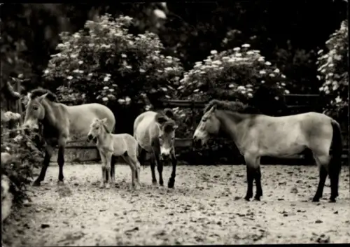Ak Berlin Lichtenberg Friedrichsfelde, Tierpark Berlin, Przewalski-Wildpferde, Familiengruppe, Sc