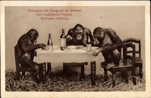 Ak Schimpanse und Orang Utans bei der Mahlzeit, Carl Hagenbeck's Tierpark, Hamburg Stellingen