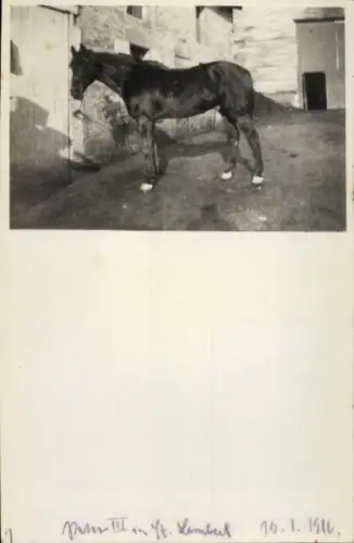 Ak Val St. Lambert Seraing Wallonien Lüttich, Pferd Behr III,  1916