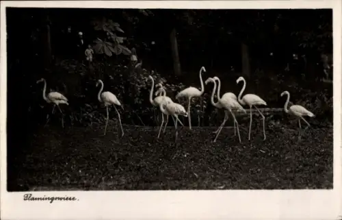 Ak Halle an der Saale, Zoologischer Garten, Flamingowiese