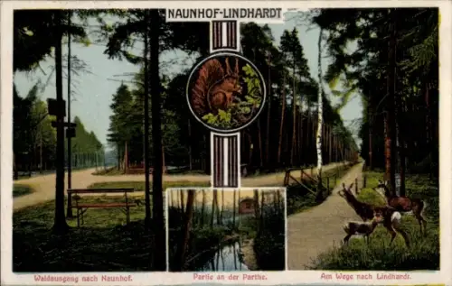 Ak Lindhardt Naunhof im Kreis Leipzig, Partie an der Parthe, Waldweg, Eichhörnchen