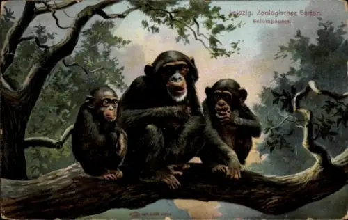 Ak Leipzig, Zoologischer Garten, Schimpansen