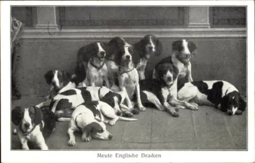 Ak Meute Englische Bracken, Jagdhunde