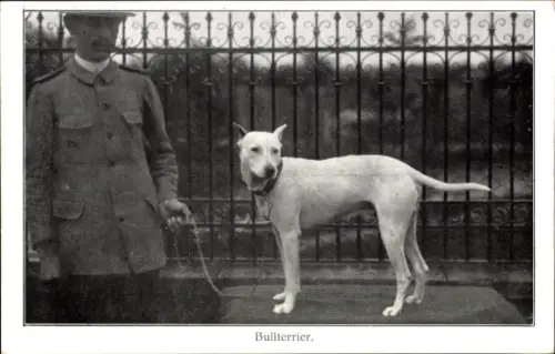 Ak Bullterrier, Mann hält Hund an der Leine