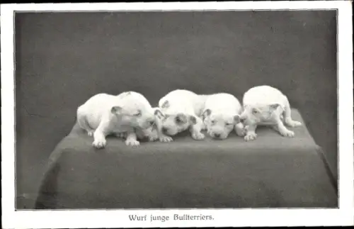Ak Wurf junge Bullterriers, Hunde