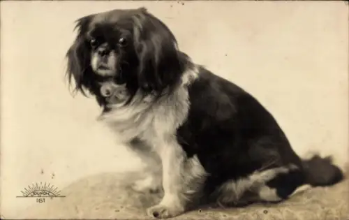 Ak Pekingese, Hund, Tierportrait