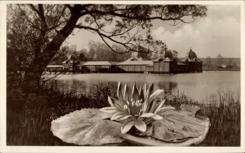 Ak Hévíz Ungarn, Seerose auf einem Blatt, Gebäude am Wasser, Baum im Vordergrund