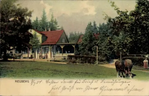 Ak Friedrichroda, Gasthaus Heuberg, Rinder auf der Wiese