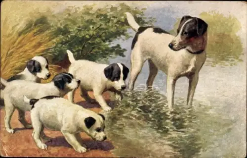 Ak Junge Hunde erstes Mal im Wasser