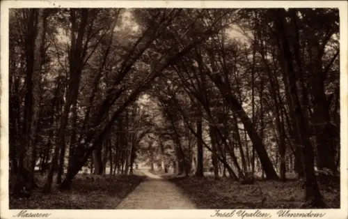 Ak Mazury Masuren Ostpreußen, Insel Upalten, Ulmendom