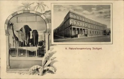 Ak Stuttgart in Württemberg, Naturaliensammlung  Elefant, Giraffe, Tiere, 