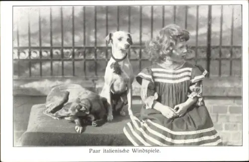 Ak Paar italienische Windspiele, Hunde