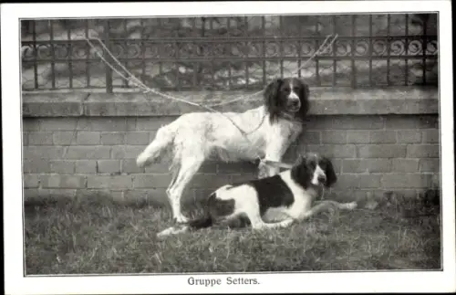 Ak Gruppe Setters, Tierportrait