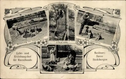 Ak Stedebergen Dörverden Niedersachsen, Lehr- und Erziehunshof für Rassehunde, Bes. Sasse