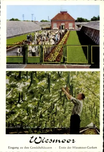 Ak Wiesmoor in Ostfriesland, Ernte der Wiesmoor Gurken, Gewächshäuser
