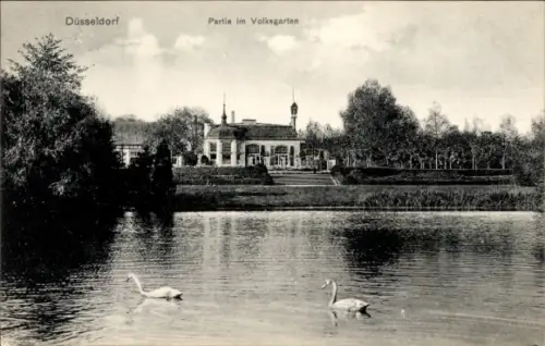 Ak Düsseldorf am Rhein,  Partie im Volksgarten, Schwäne im Wasser