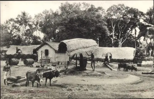 Ak Ceylon Sri Lanka, Ortsansicht, Bauernhof, Rind, Landwirtschaft