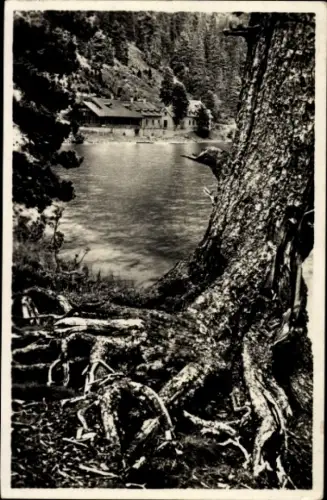 Ak Vysoké Tatry Hohe Tatra Slowakei, Baumstamm, Wasser, Gebäude im Hintergrund, Schwarz-Weiß-Foto