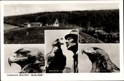 Ak Berlebeck Detmold Nordrhein Westfalen, Adlerwarte, Falkner, Steinadler