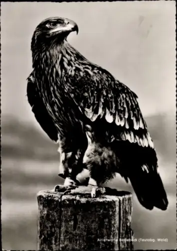 Ak Adlerwarte Berlebeck, Kaiseradler Katja