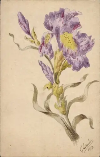 Handgemalt Ak Blume, Iris, 1917