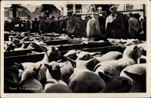 Ak Texel Nordholland Niederlande, Schapenmarkt, Schafmarkt