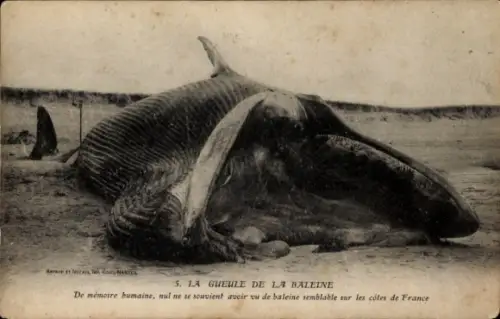 Ak Frankreich, Wal am Strand