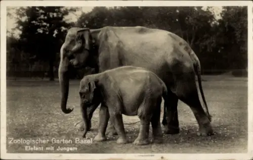 Ak Zoologischer Garten Basel, Elefant mit Jungem