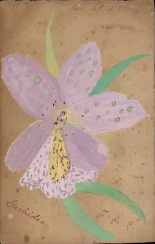 Handgemalt Künstler Ak Orchidee