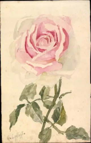 Handgemalt Künstler Ak Rosenblüte
