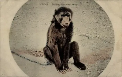 Ak Pavian, Affe, Namibia