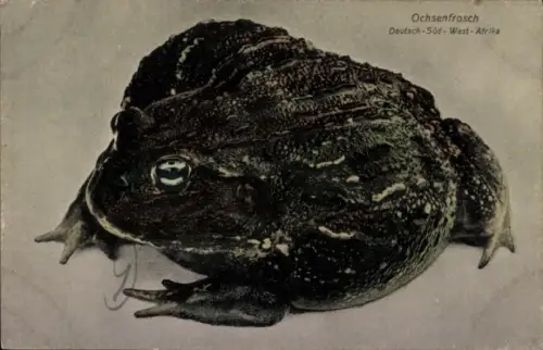 Ak Ochsenfrosch, Namibia