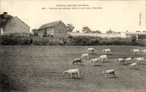 CPA Néris-les-Bains-Allier, Vaches au pacage dans le pré des Chaudes