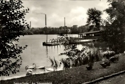 Ak Zwickau in Sachsen, Schwanenteich, Schwäne