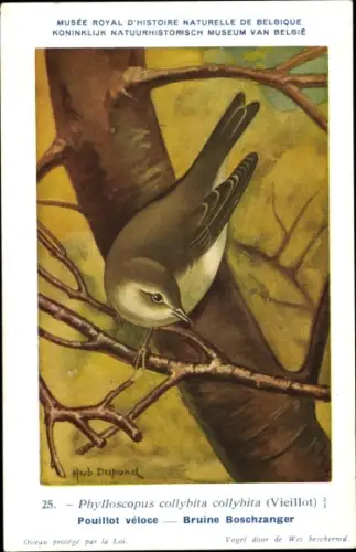 Künstler Ak Dupond, Hub., Phylloscopus collybita, Zilpzalp