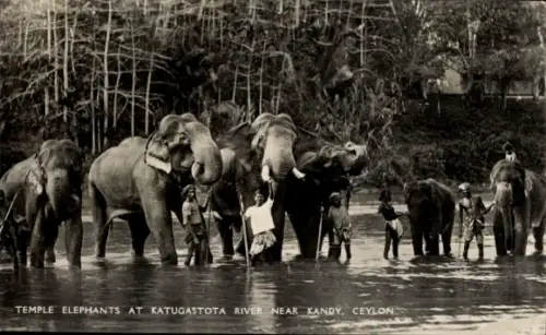 Ak Kandy Ceylon Sri Lanka, Temple elephants, Katugastota River, Elefanten