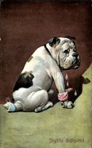 Künstler Ak Englische Bulldogge mit Pflastern und Verbänden, weinend