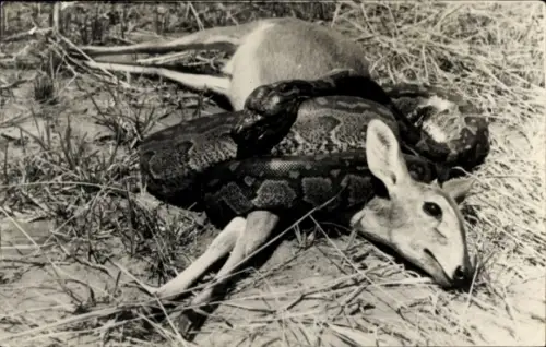 Ak Simbabwe, Python, Rehe