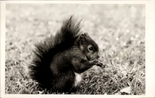 Foto Ak Eichhörnchen, Tierporträt