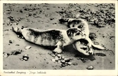 Ak Nordseebad Langeoog Ostfriesland, Junge Seehunde