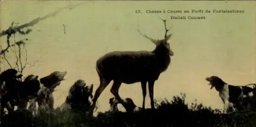 CPA Chasse à courre en Forêt de Fontainebleau, Hallali Courant