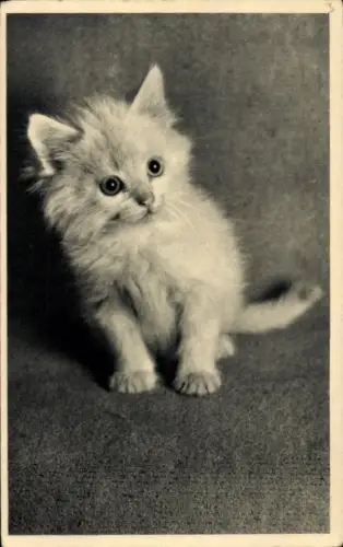 Ak Kätzchen, Tierportrait