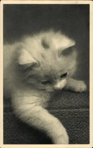 Ak Kätzchen, Tierportrait