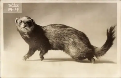 Ak Europäischer Iltis, Frettchen