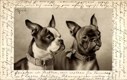 Ak Portrait zweier französischer Bulldoggen