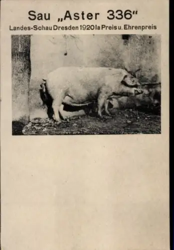 Ak Sau Aster 336, Landes-Schau Dresden 1920, Gutsbesitzer O. Fischer, Seebschütz Diera Zehren