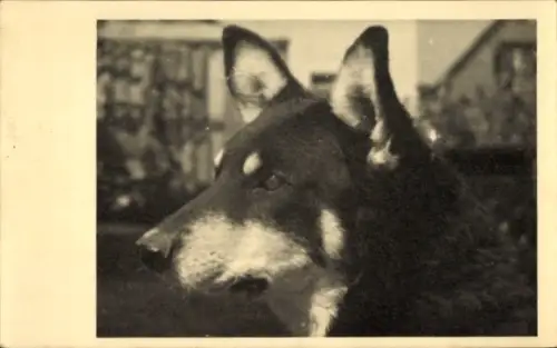 Ak Hund, Tierportrait