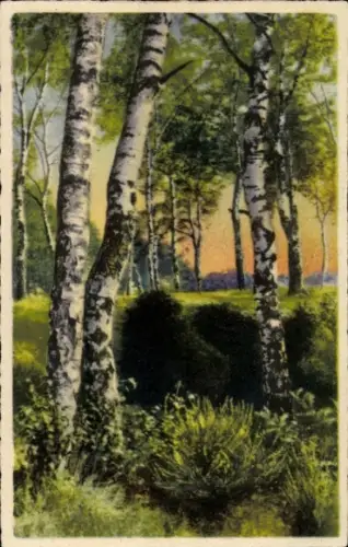 Ak Photochromie 4519, Birken